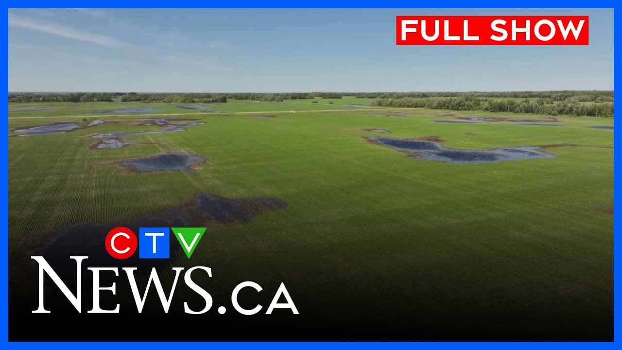 Затопленные поля и намокший урожай после сильных ливней | CTV News Edmonton в 23:30 за 25 июня 20...