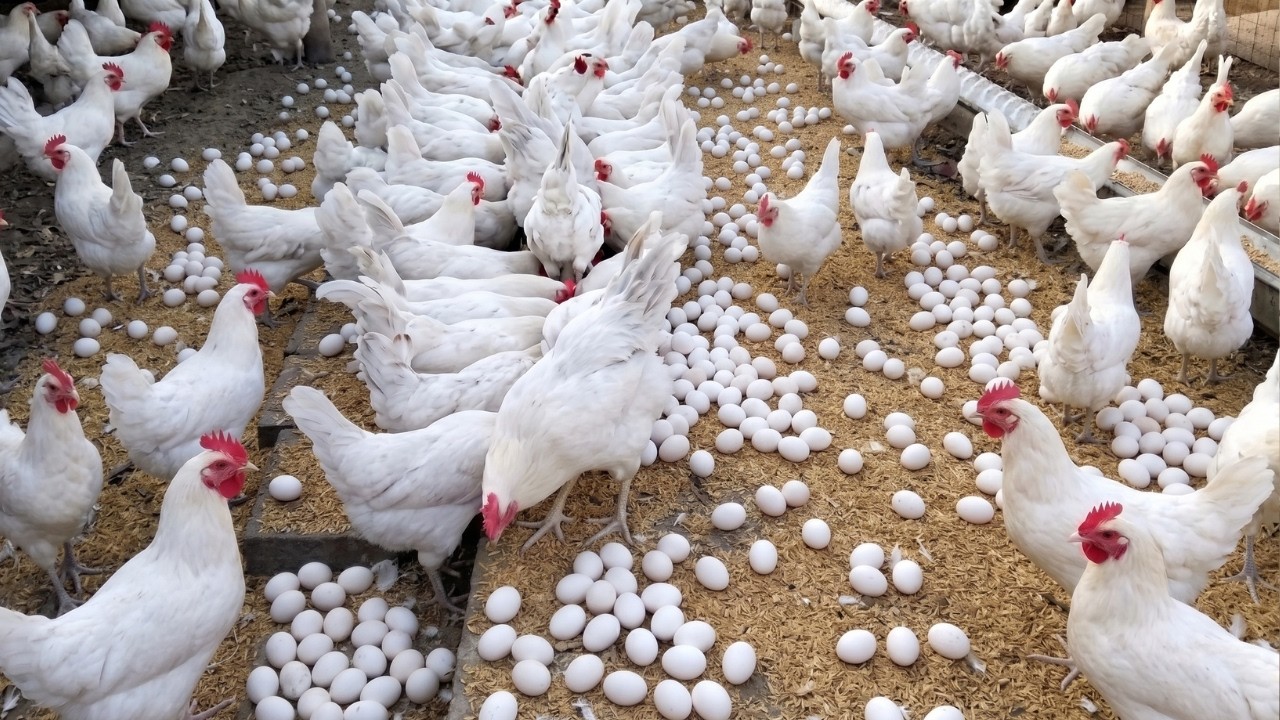 Hidden Egg Treasure! Hundreds of Fresh Eggs Found in the Chicken Coop 🥚🐔