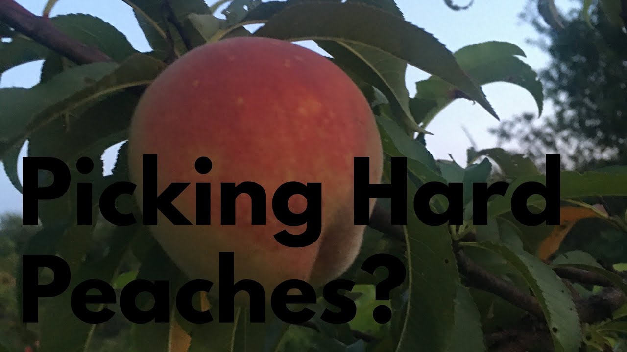 Should you wait until peaches are soft before you pick them?