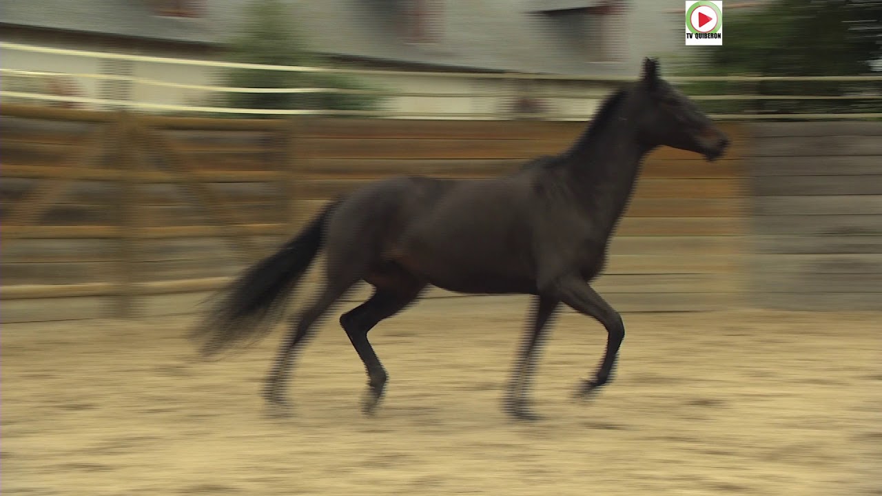 LAMBALLE | 🐎  Une ville Historique - BRETAGNE Télé