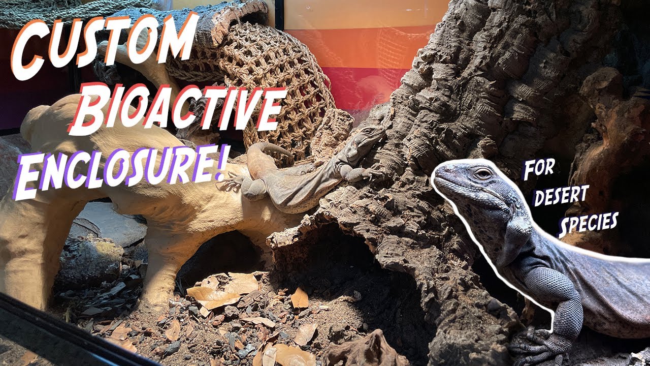 How To Create a Custom Bioactive Desert Reptile Enclosure!
