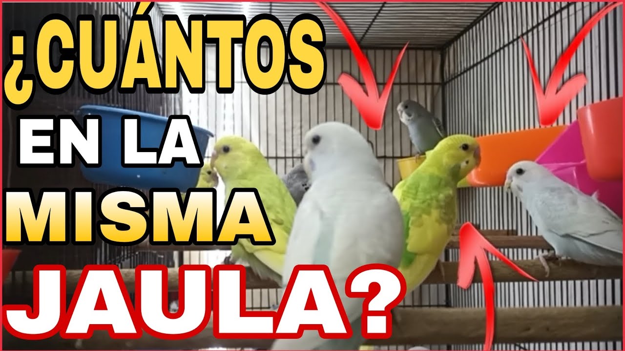 ¿CUANTOS PERIQUITOS TENER EN UNA MISMA JAULA? | 😮😱 MAS DE 30 PERIQUITOS EN LA VOLADERA | AVES