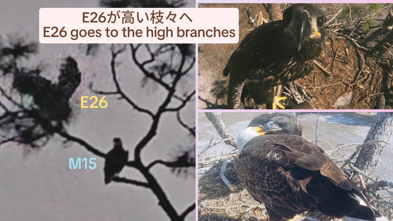 【3/8〜3/9】E26が高い枝々へ  /   E26 goes to the high branches【2025 - 26 Southwest Florida Eagle Cam  No.20】