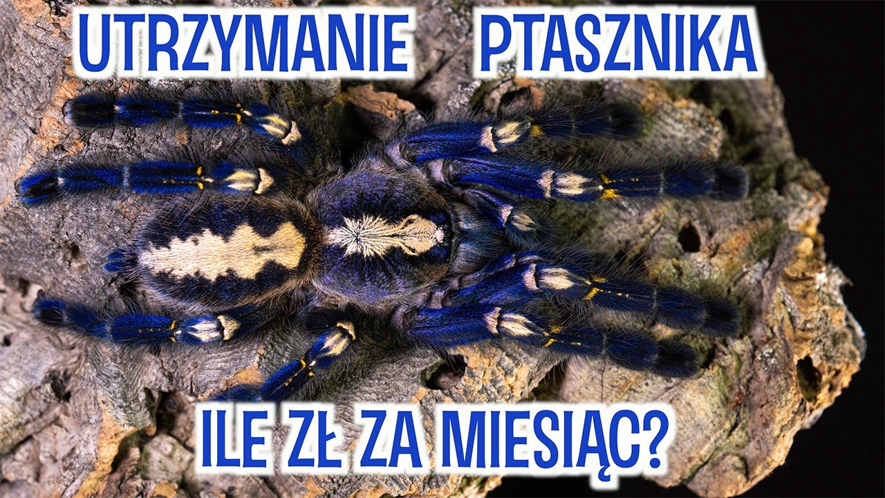 Ile pieniędzy żeby zacząć? Jaki jest koszt utrzymania ptasznika?