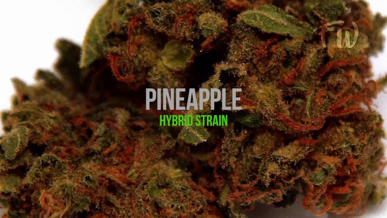 Pineapple  | Strain Review | Fresh Weed [4k]