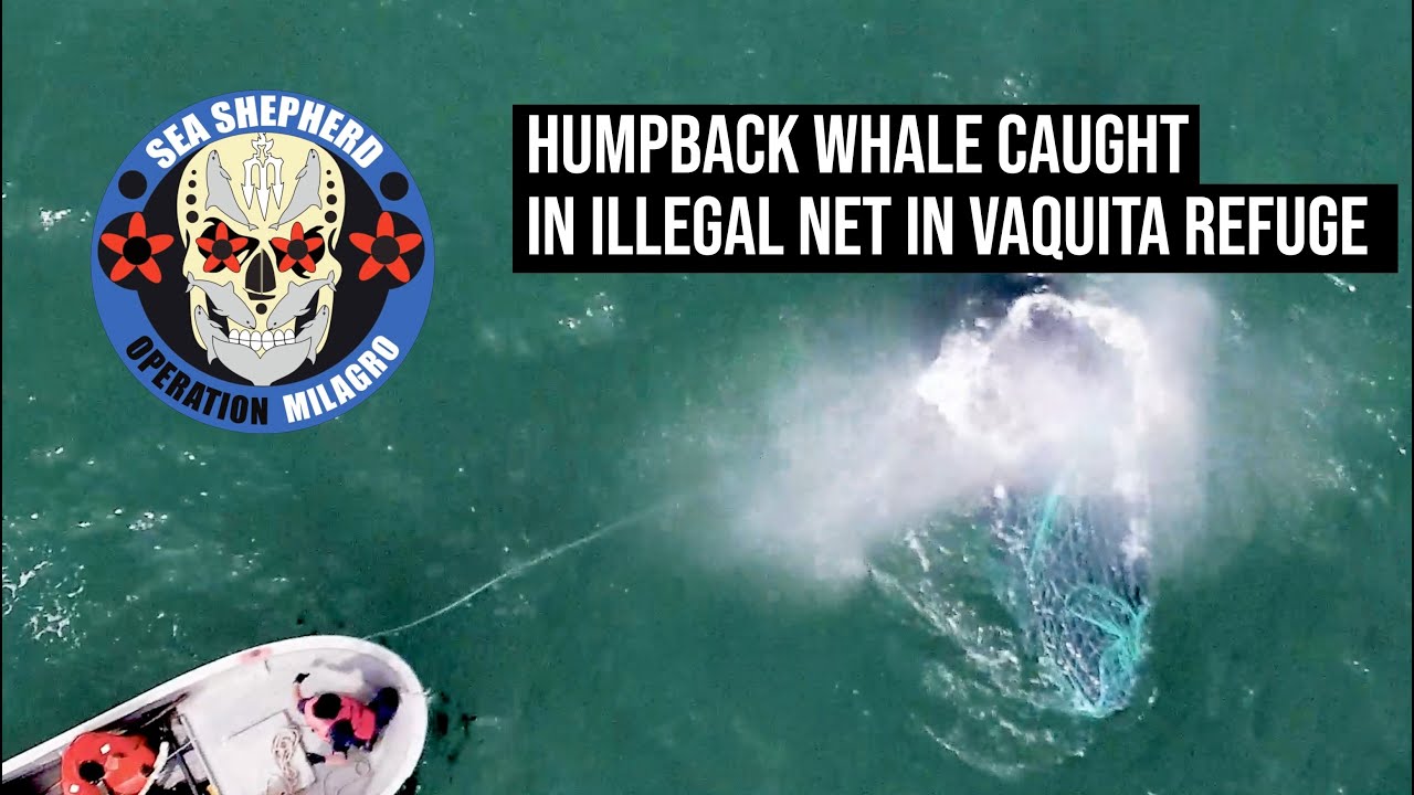 Humpback Whale Entangled in Illegal Gillnet in Vaquita Refuge