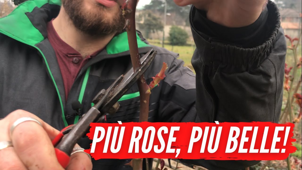 Potatura della ROSA