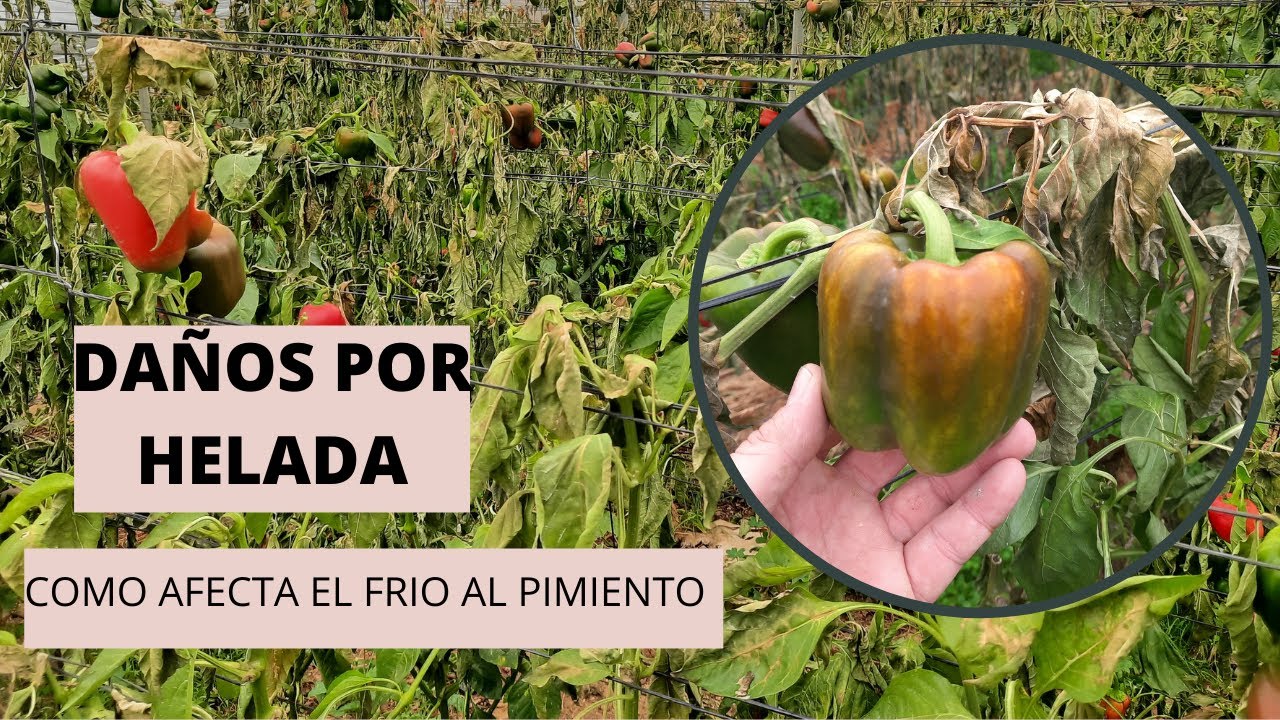 HELADA en el Invernadero: DAÑOS de FRIO en el PIMIENTO🌶🌶🌶🌶🌶🌶.