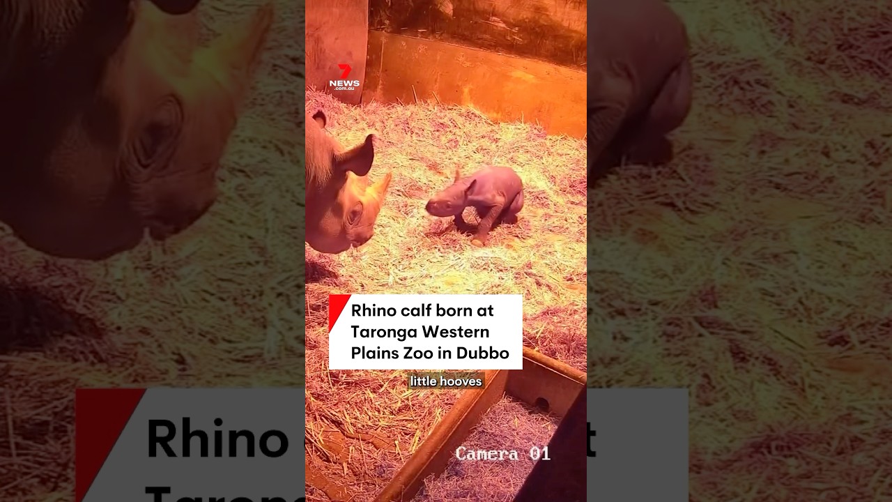 Adorable rhino calf born at Taronga Western Plains Zoo in Dubbo, NSW