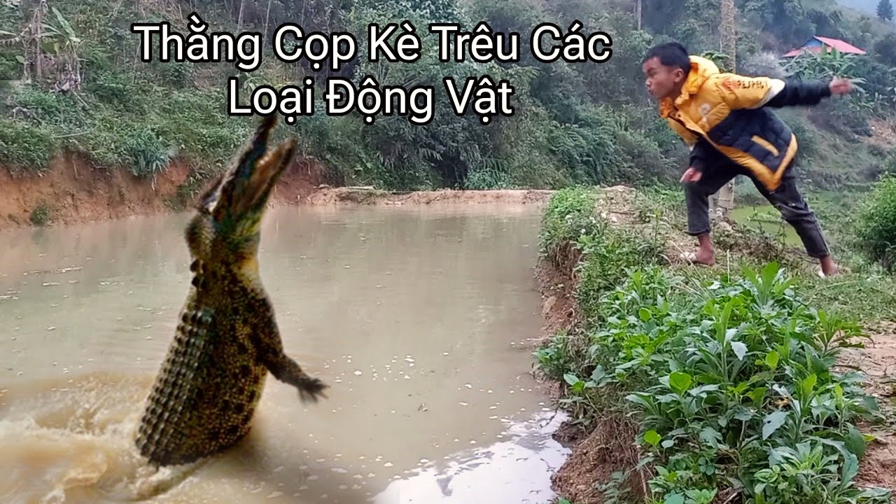 Thằng Cọp Kè Gặp Cái Kết Bất Ngờ Khi Trêu Đùa Với Cá Sấu