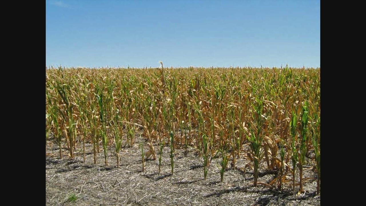 Declaran emergencia agropecuaria tardía para las entidades del campo