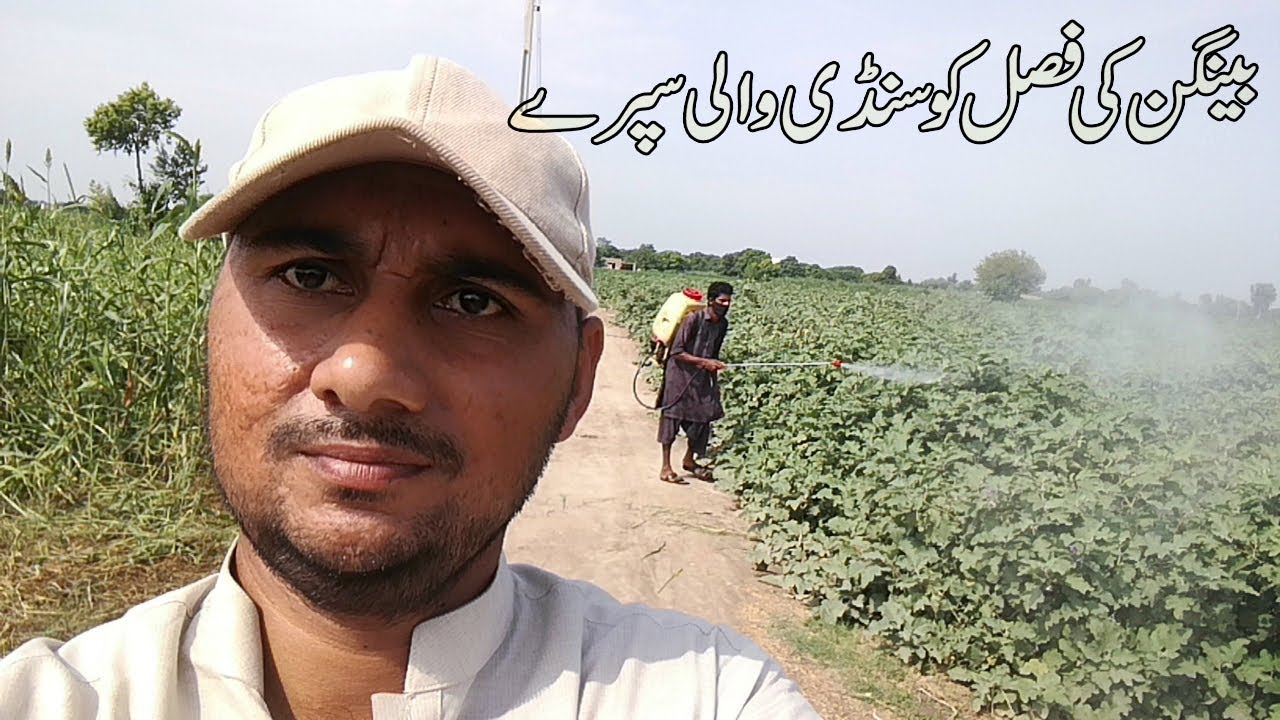 Brinjal Insect Control Management By Supray Machine || Village Life By Minhas Vlogs