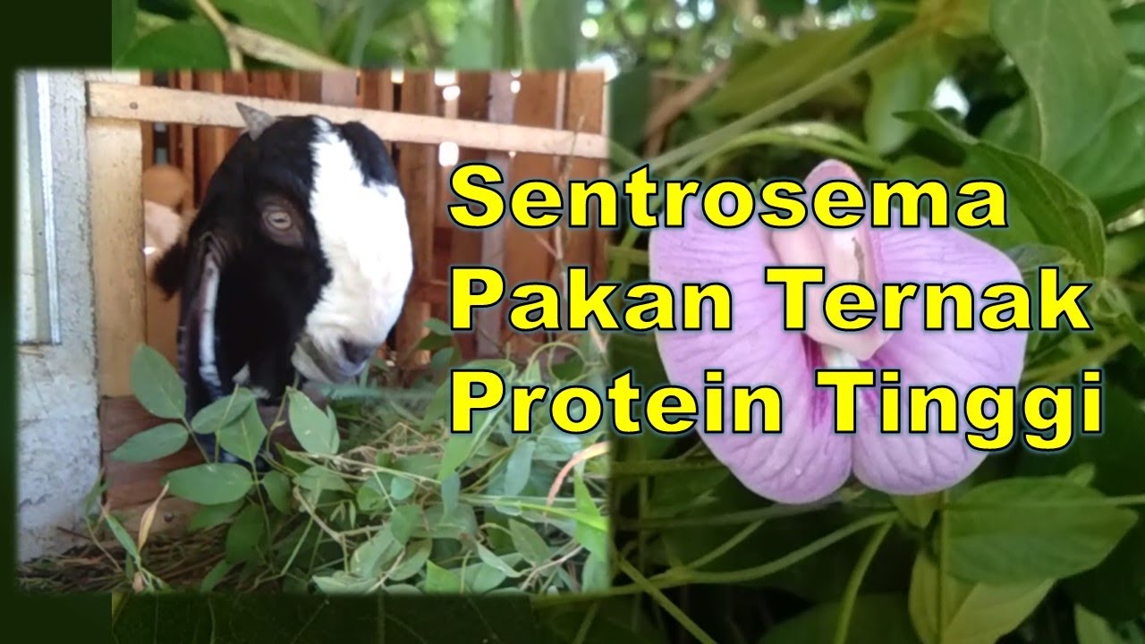 Pakan Ternak Berprotein Tinggi