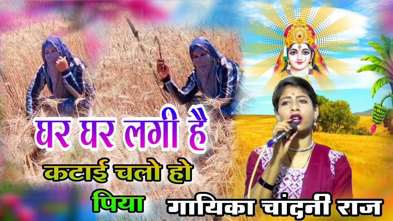 🙂घर घर लगी कटाई चलो पिया। 👍👍चांदनी राज।किसान गाना। किसान लोकगीत।2026#v