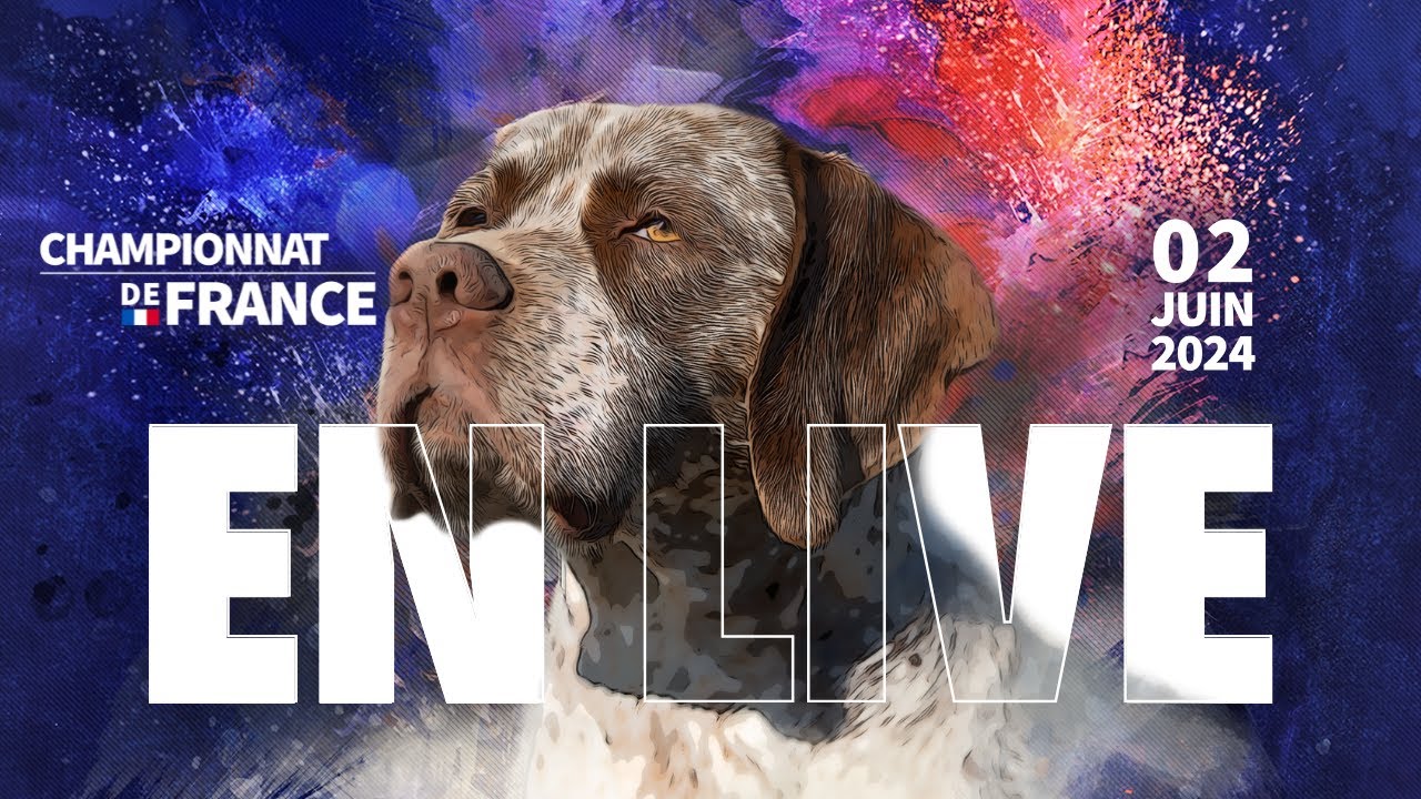 En direct du Championnat de France du chien de race - 2 juin 2024