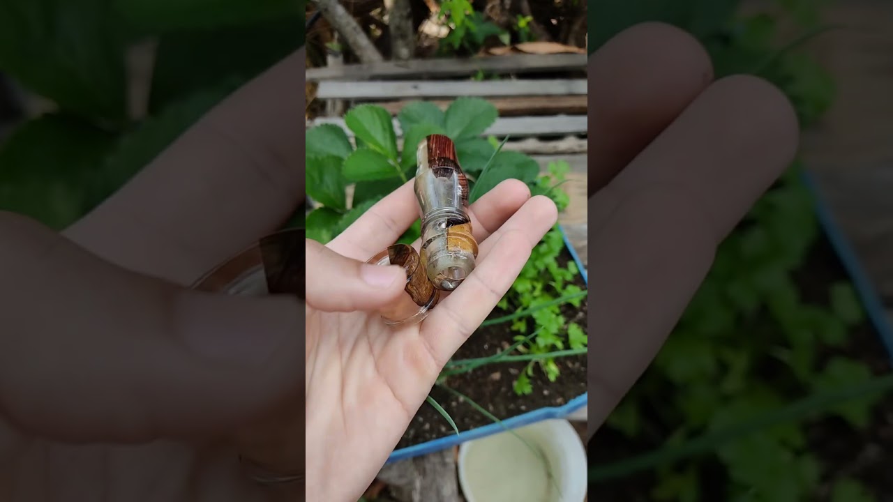 Apito Pio de Tururim (Sururina) em Resina. Peça única!