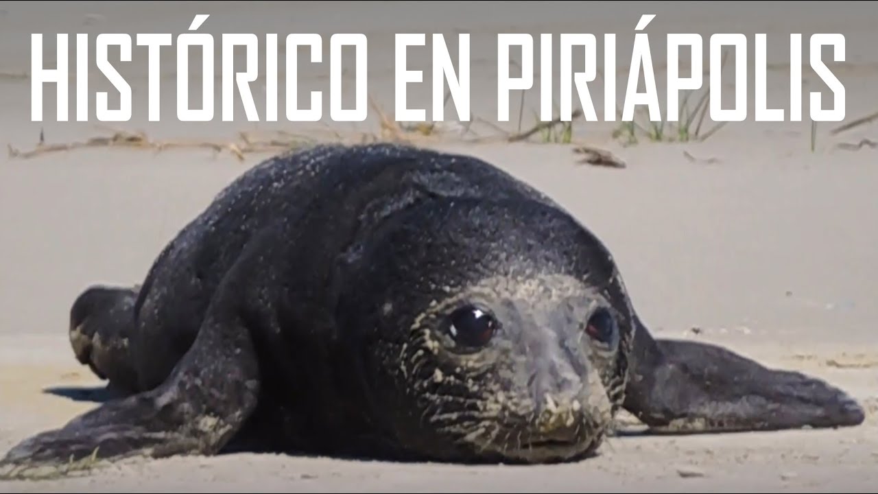 Elefanta Marina y su Cría / Piriápolis / Uruguay