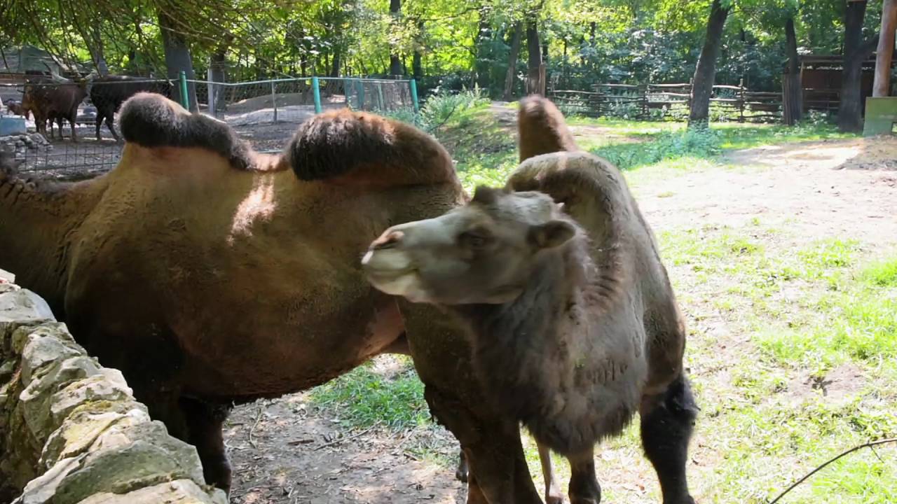ZOO Palic 2016