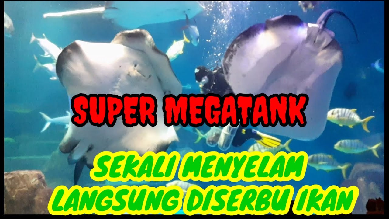 Langsung Diserbu Ikan Menyelam Di Megatank Terbesar | Super Megatank