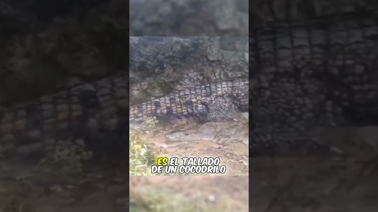 Cocodrilo Gigante Petrificado 😱