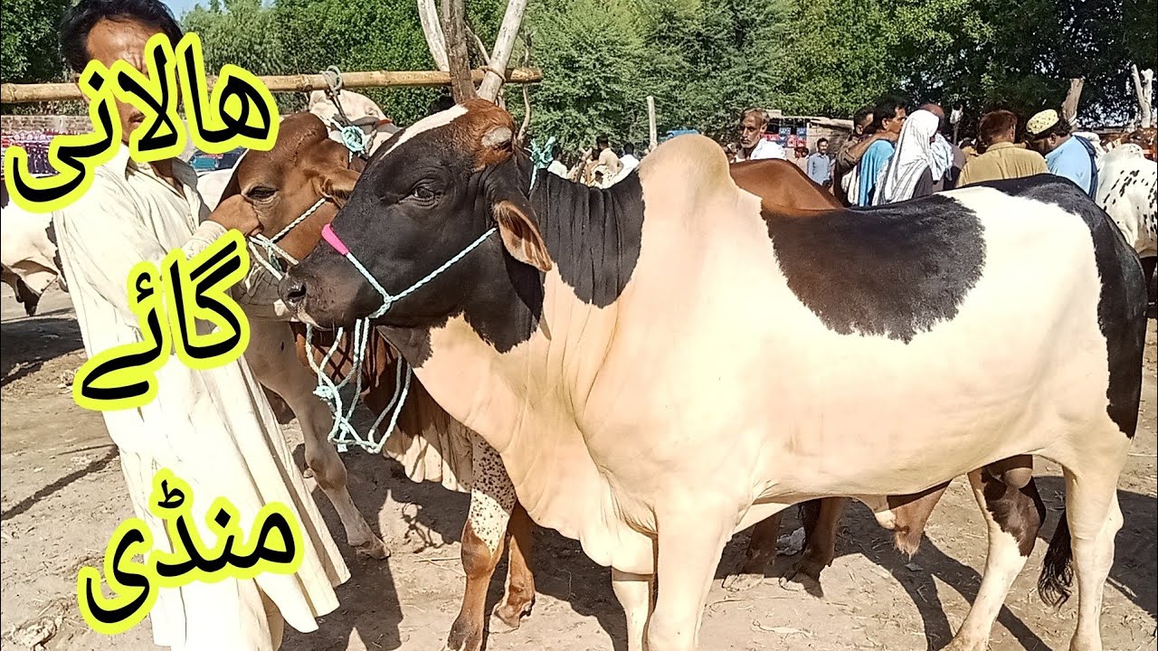 Halani cow Mandi# Karachi Mandi # Tando Adam cow Mandi# mirpur # hyderabad#lahore#foryou#attiudegoat