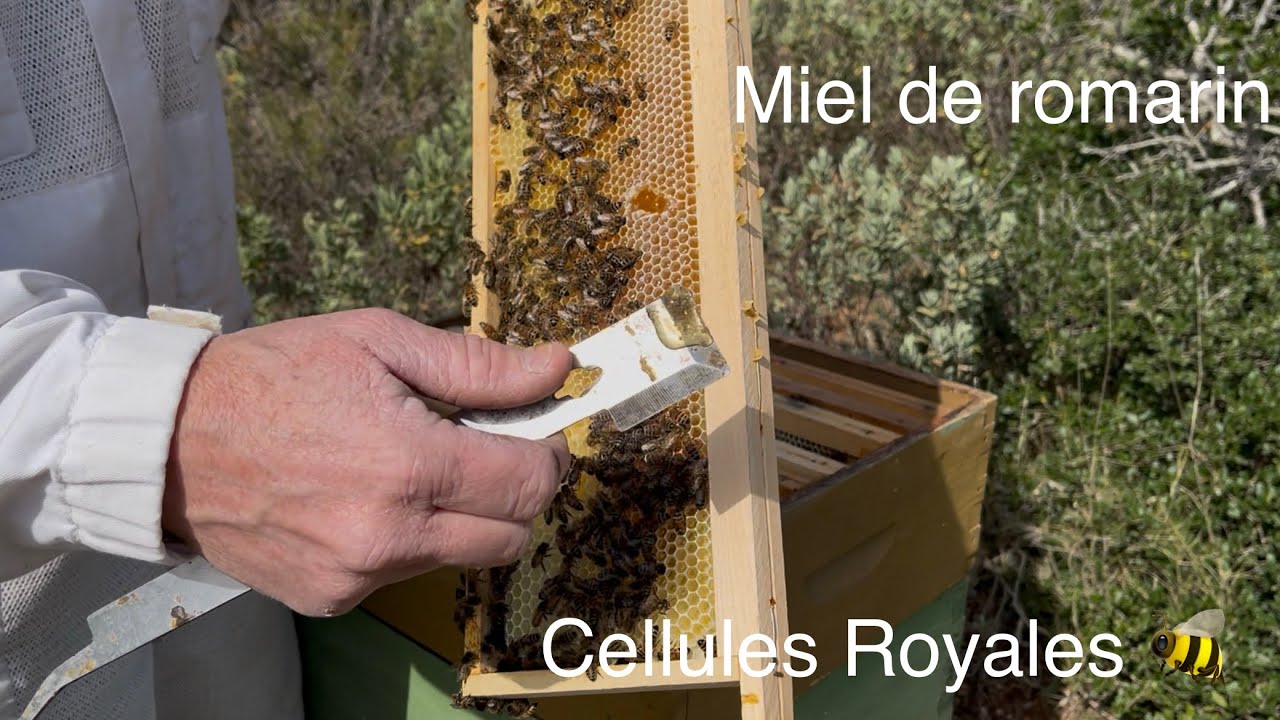 Les Hausses se remplissent déjà sur le romarin 🐝🍯