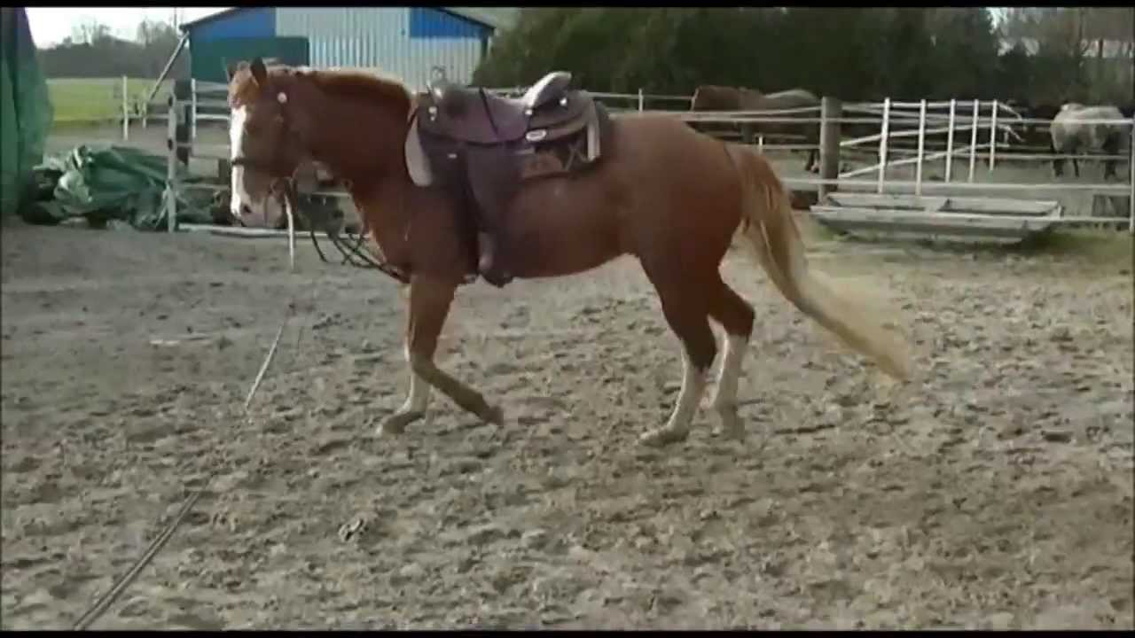 Flachsmeer Ranch Fly
