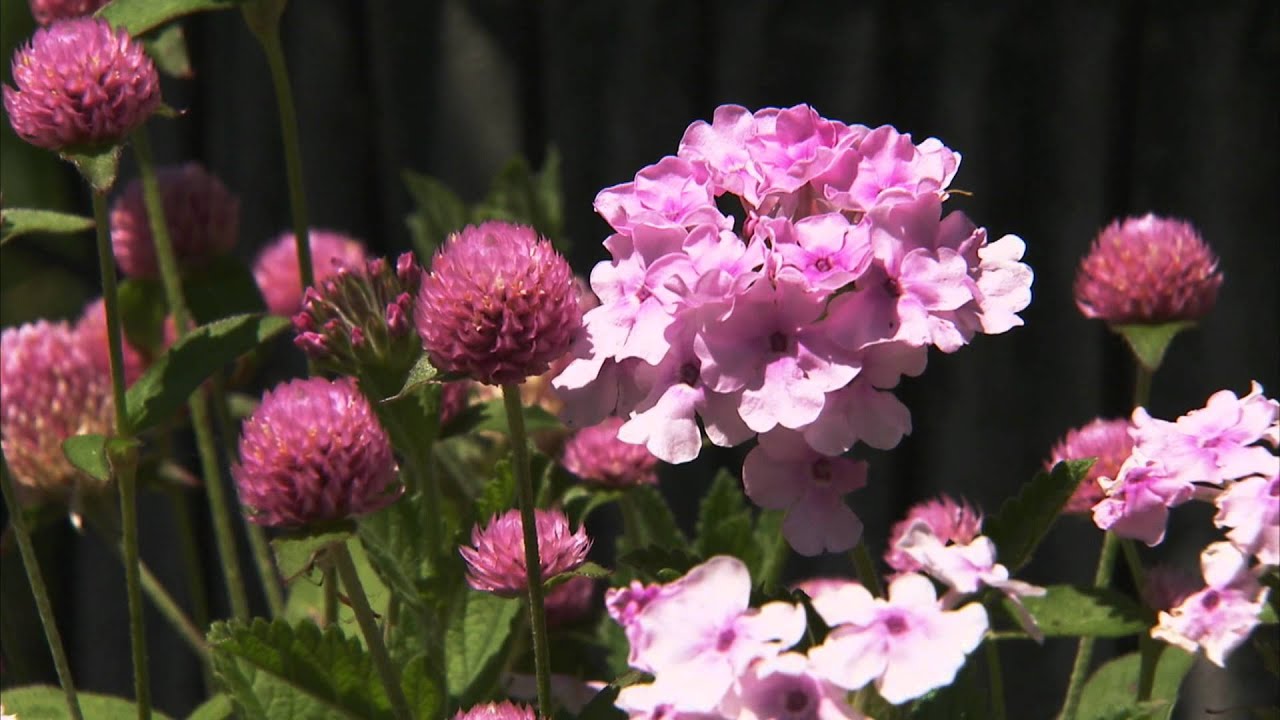 Late Summer Annuals