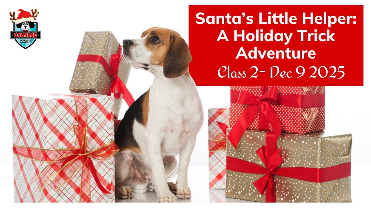 Canine Learning Academy Holiday Tricks Class 2025, Class 2