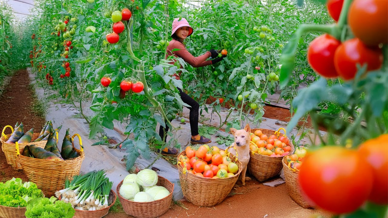 Harvest, Sell, Cook: Tomatoes, Cabbages, Green Onions, Vegetables, Bamboo Shoots - Garden, Livestock