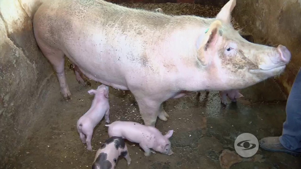 Alternativas en la alimentación de cerdos | La Finca de Hoy