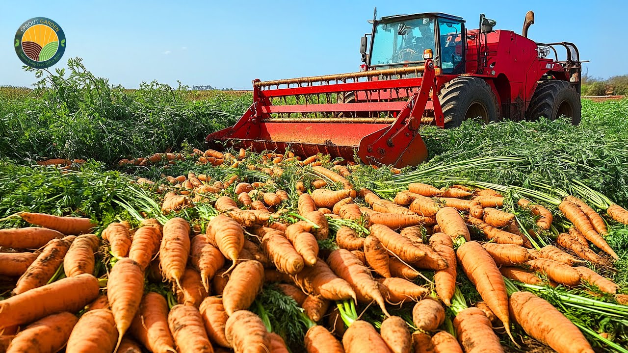 How American Farmers Harvest 3.4 Billion Pounds Of Carrots by Machine | Farming Documentary