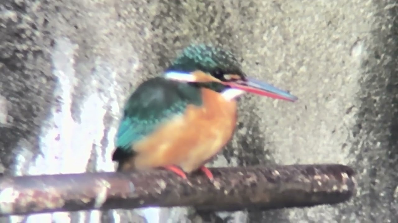 善福寺川　カワセミ
