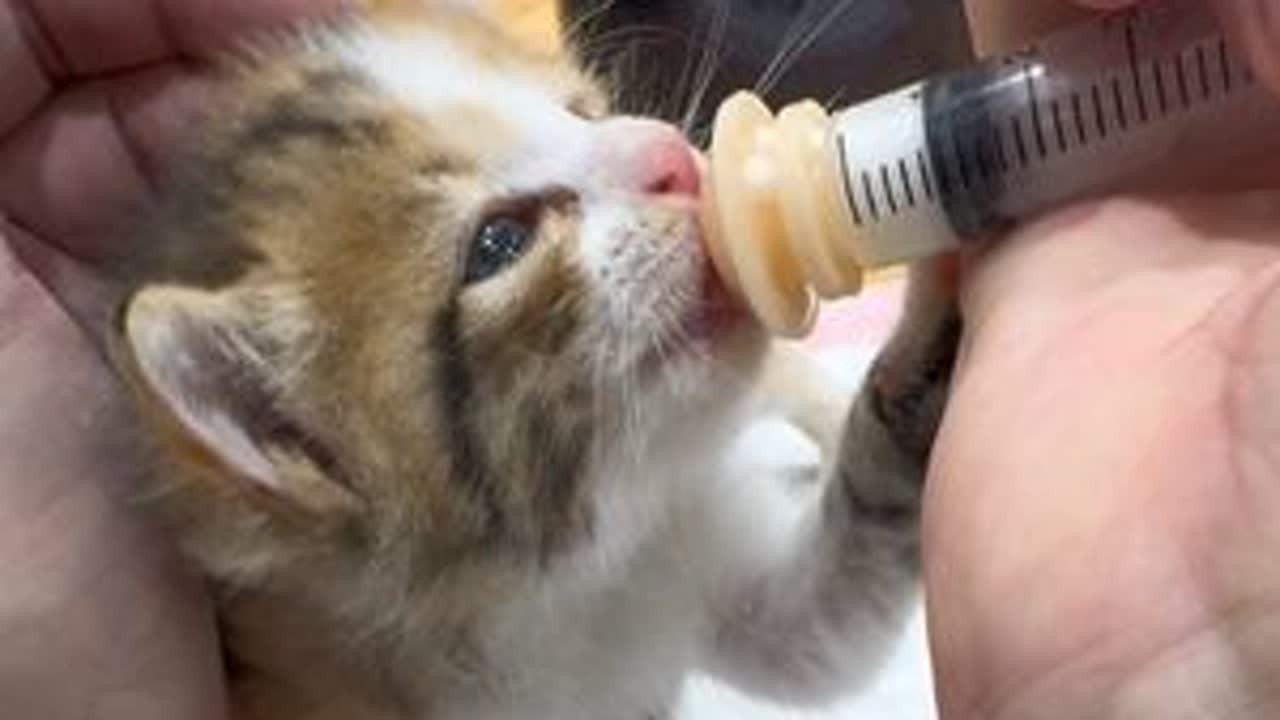 三花猫领养后续2，外卖员捡到一个小流浪三花猫，希望我们好心收留#三花猫#流浪猫救助 #猫喂奶#第一视角 #宠物医院