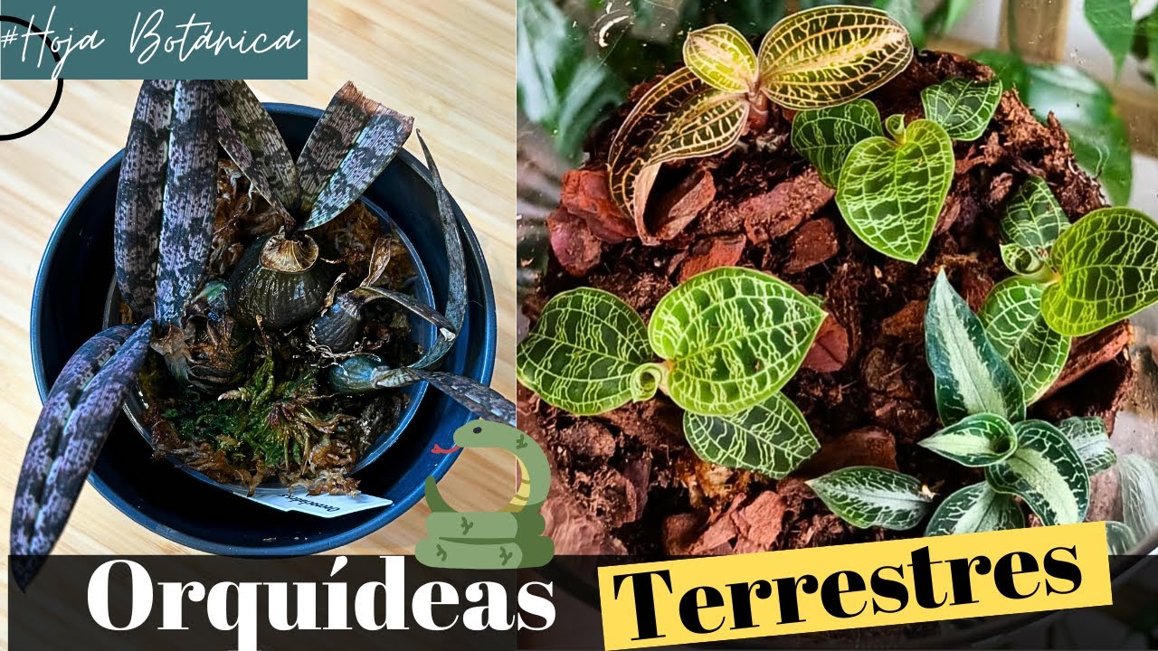 🌿 Orquídeas Terrestres: ¡Las Más Raras y Fáciles de Cultivar en Casa! 🌱✨