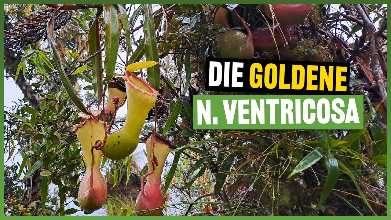 #250 Auf der Suche nach Nepenthes Ventricosa - Philippinen Teil 7