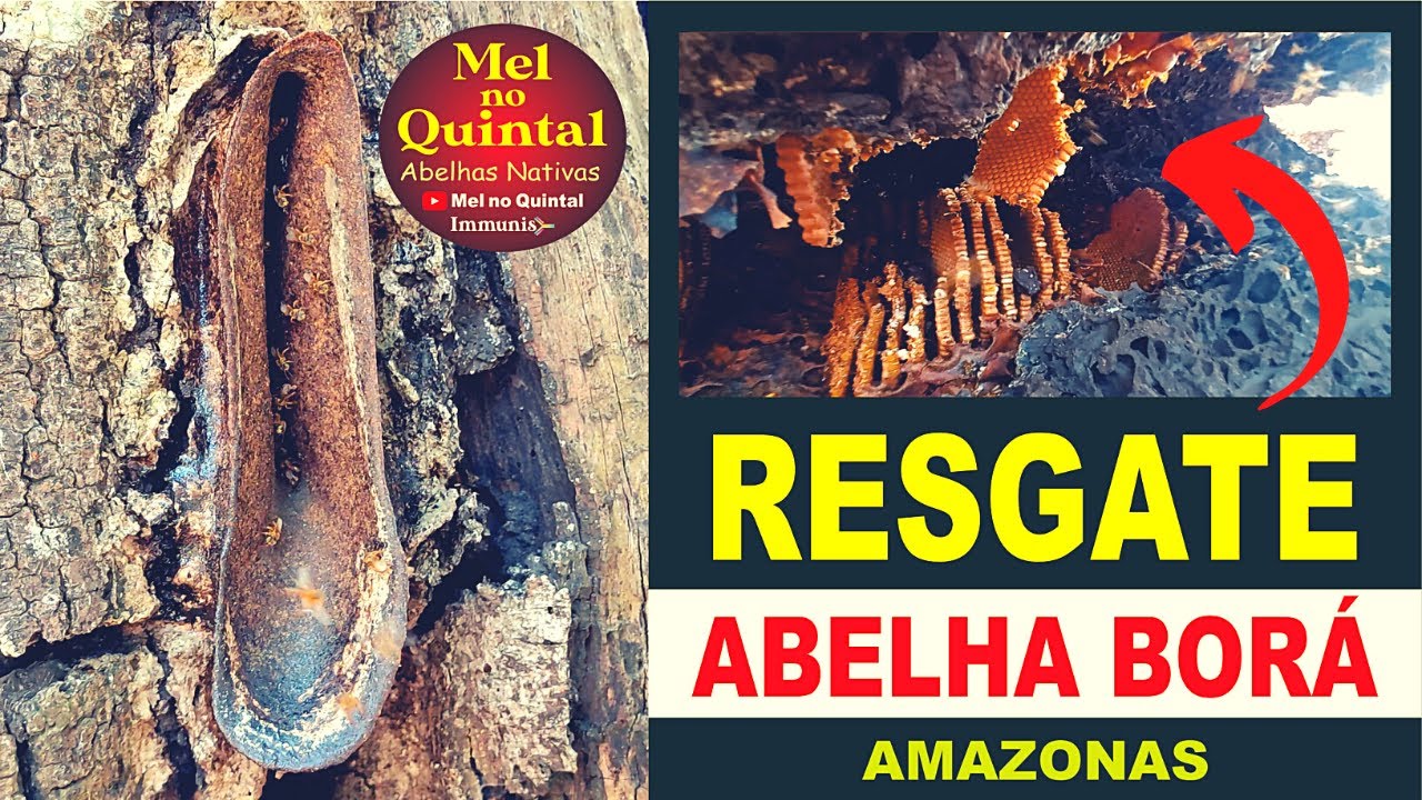 RESGATE DE ABELHA BORÁ em árvore comprometida no AMAZONAS.