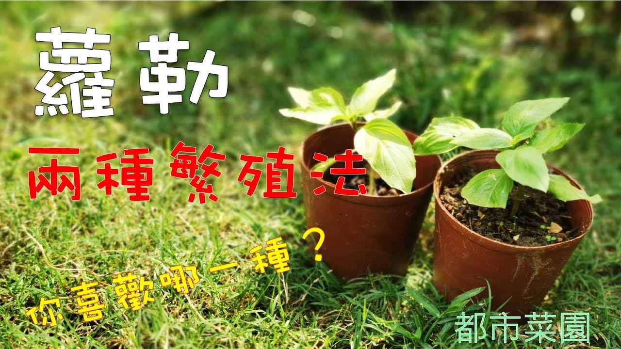 【都市菜園】蘿勒--兩種繁殖法｜Basil-Two methods of reproduction