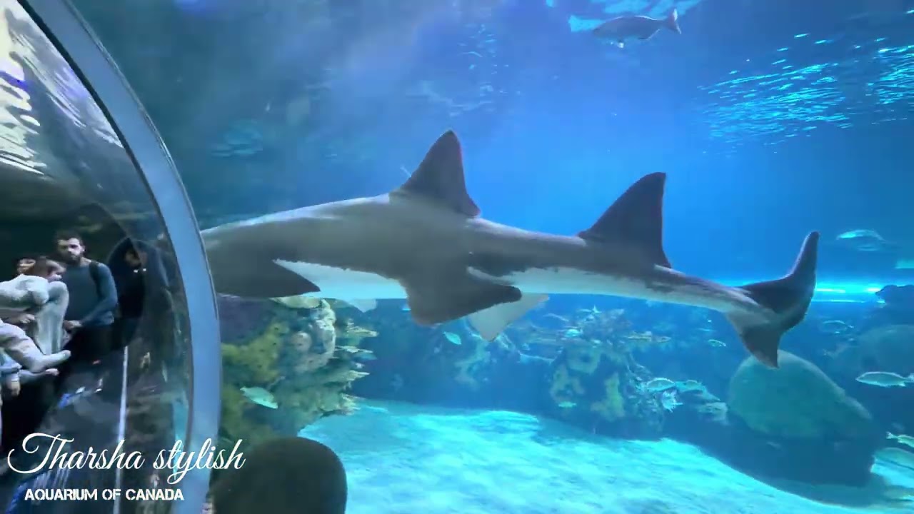 Fish tank  🐬 Aquarlum of canada 