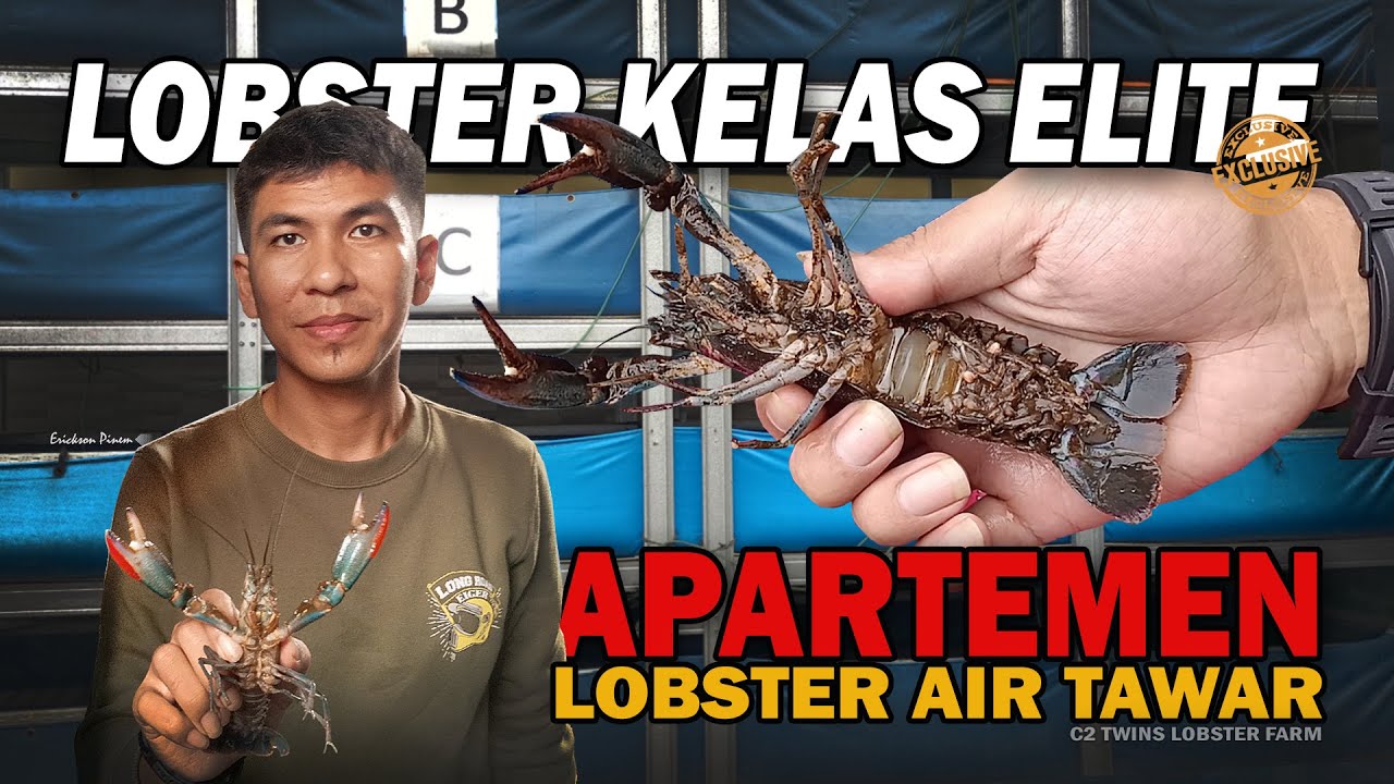 PLUS-MINUS BUDIDAYA LOBSTER AIR TAWAR RED CLAW DI APARTEMEN LOBSTER | C2 TWINS LOBSTER FARM