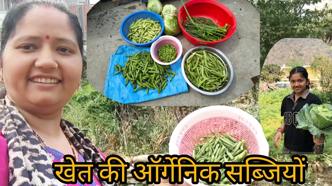 आज खेत से निकली  ताजी सब्जियां ll मेहनत का असली फल ll पहाड़ी lifestyle vlog ll manu Bisht vlog ll 