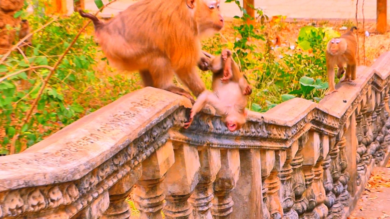 Omg...! Baby monkey Lorena feel scare monkey Rozy.