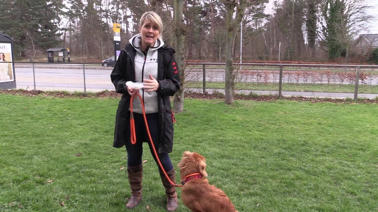 Få hunden til at komme, når du kalder - Trin 2