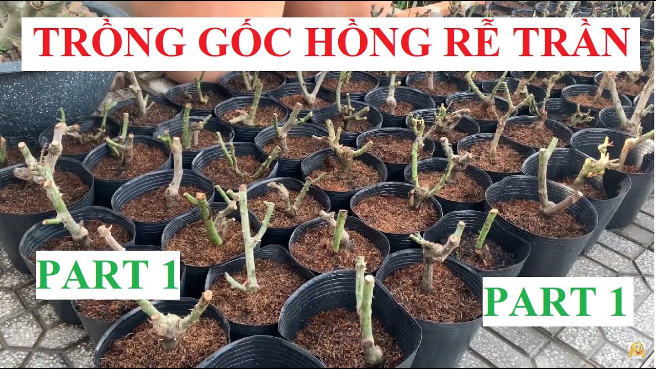 CHIA SẺ KINH NGHIỆM TRỒNG 200 GỐC HỒNG TRẦN MUA ONLINE TR&Ecirc;N MẠNG | Trồng C&acirc;y TV - part 1