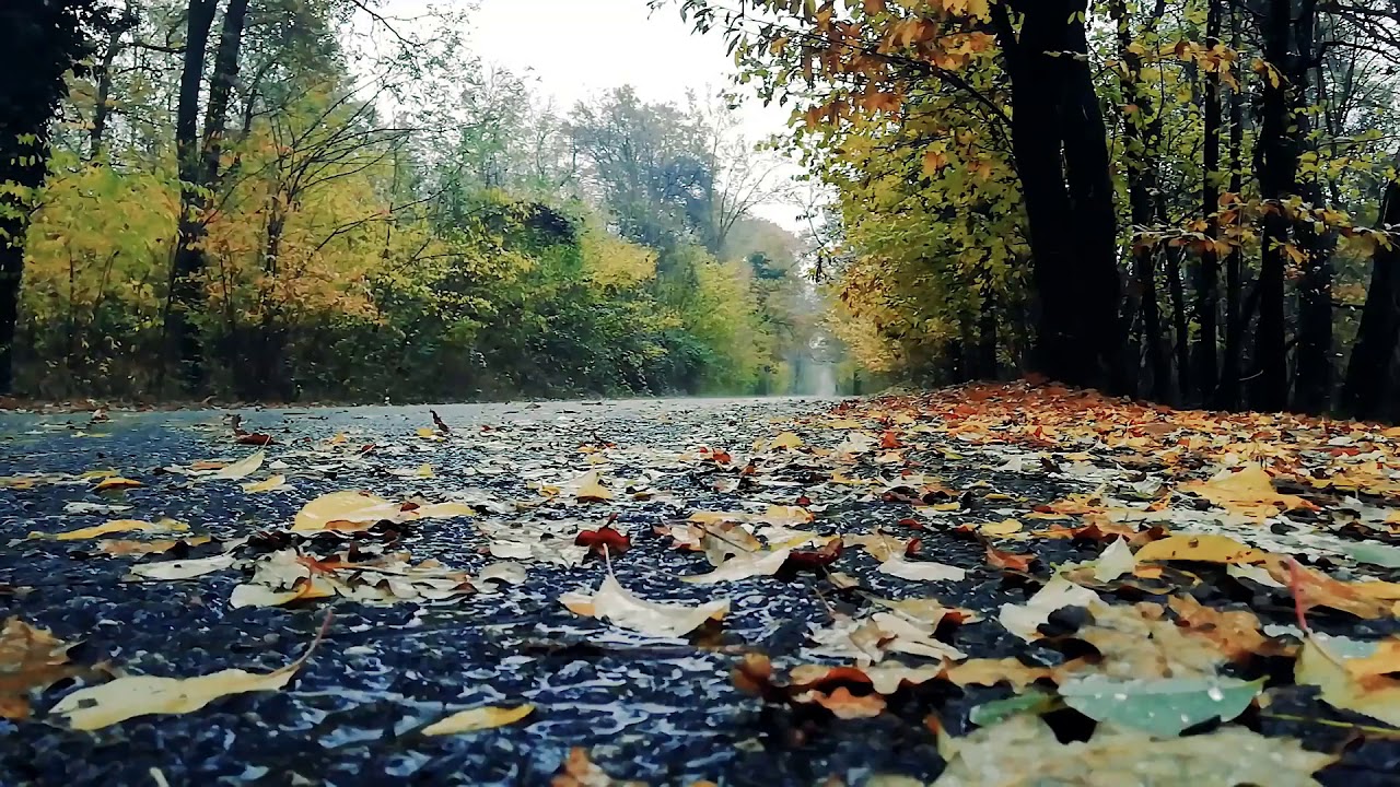 Sonido de la lluvia ligera para dormir en el bosque de oto&ntilde;o * Hermoso bosque en oto&ntilde;o
