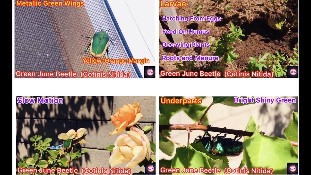 The LIFE CYCLE & Characteristics Of GREEN JUNE BEETLE