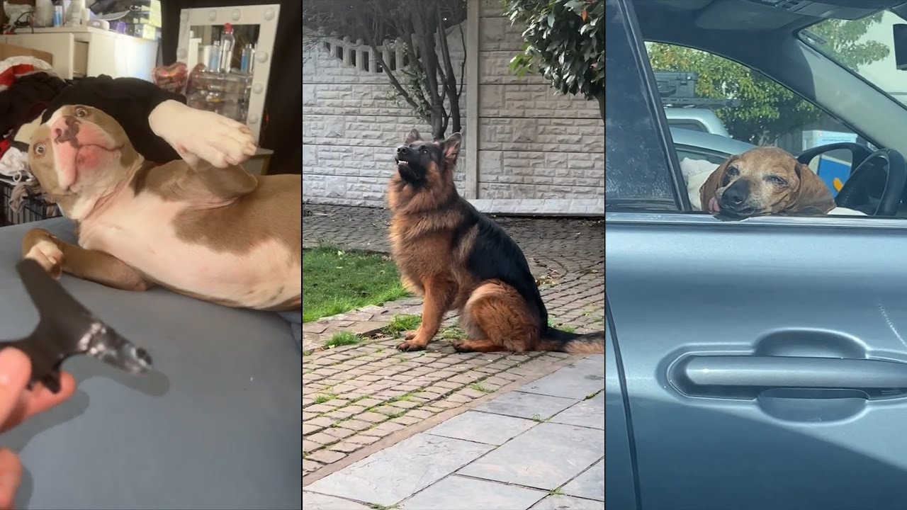 When you own a dog with an IQ 200 😂
