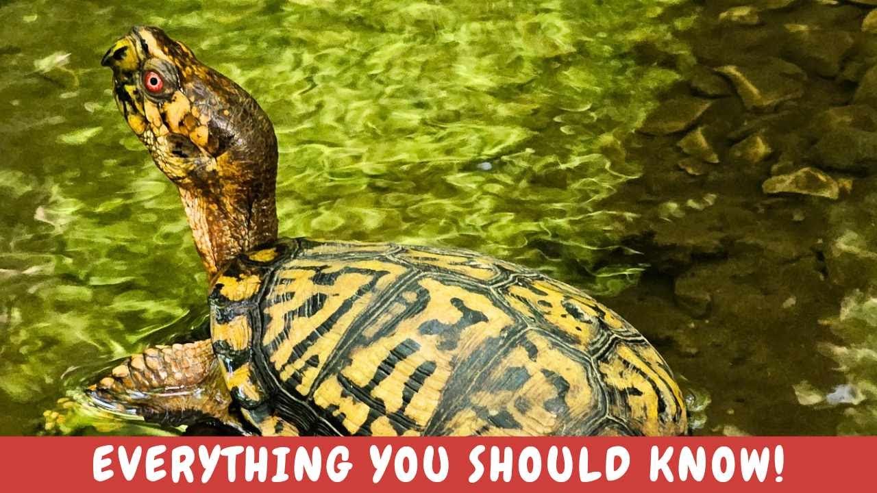 Всё, что вам нужно знать о восточной коробчатой ​​черепахе! И несколько удивительных фактов!