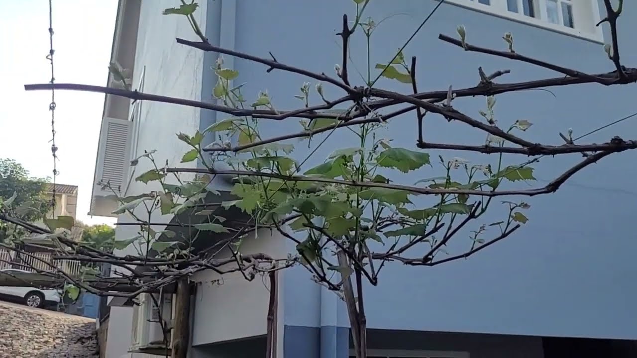 Resultado do extrato de alho na brota&ccedil;&atilde;o da videira
