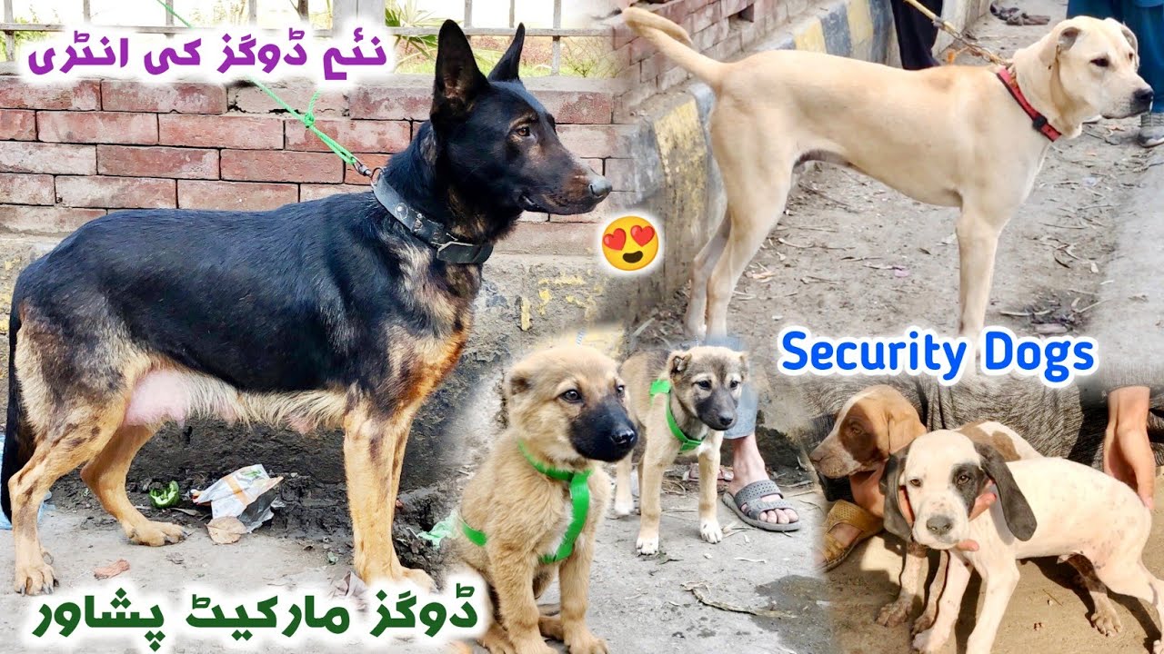 Dogs Market Peshawar New Updates 2024 | Afghan Kochi | Alabai | Turkish Kangal Price | Izhar Ali